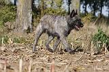 BOUVIER DES ARDENNES 287
